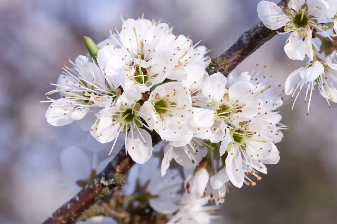 Schwarzdorn (Prunus spinosa)